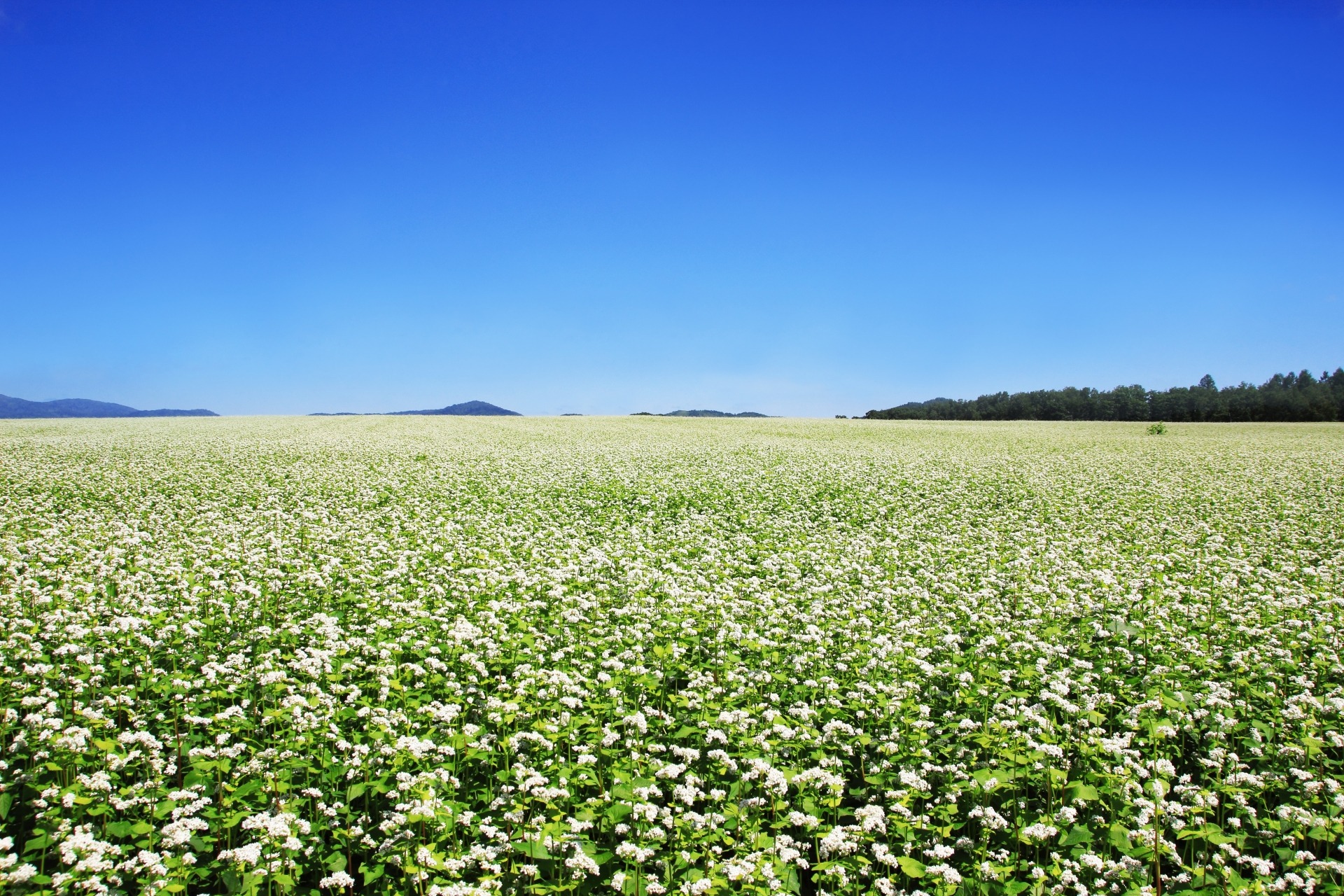 幌加内町の蕎麦畑