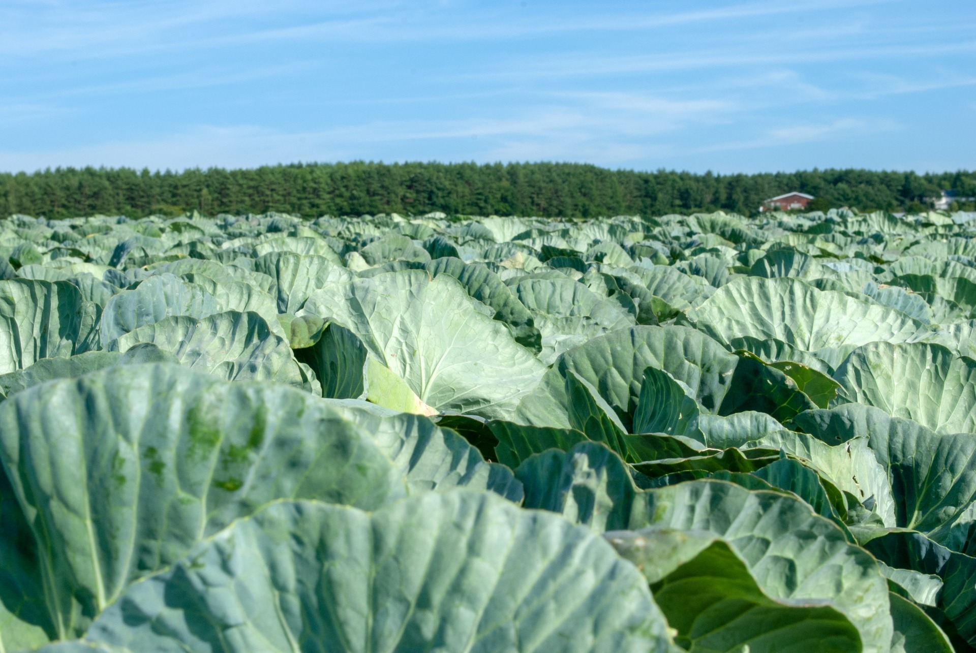 広大な嬬恋キャベツ畑
