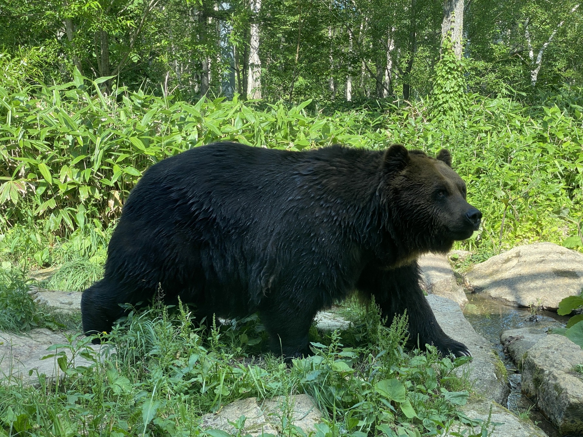 耕作放棄地とクマ出没｜山と人里の境界で何が起きているのか？